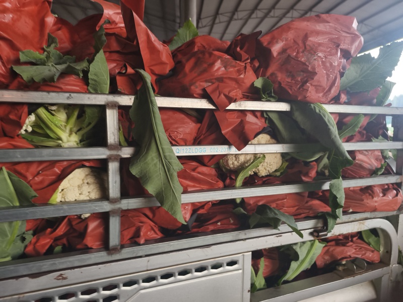 我们这里种植的有机花历史悠久，面具大，品质好