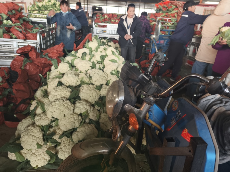 我们这里种植的有机花历史悠久，面具大，品质好