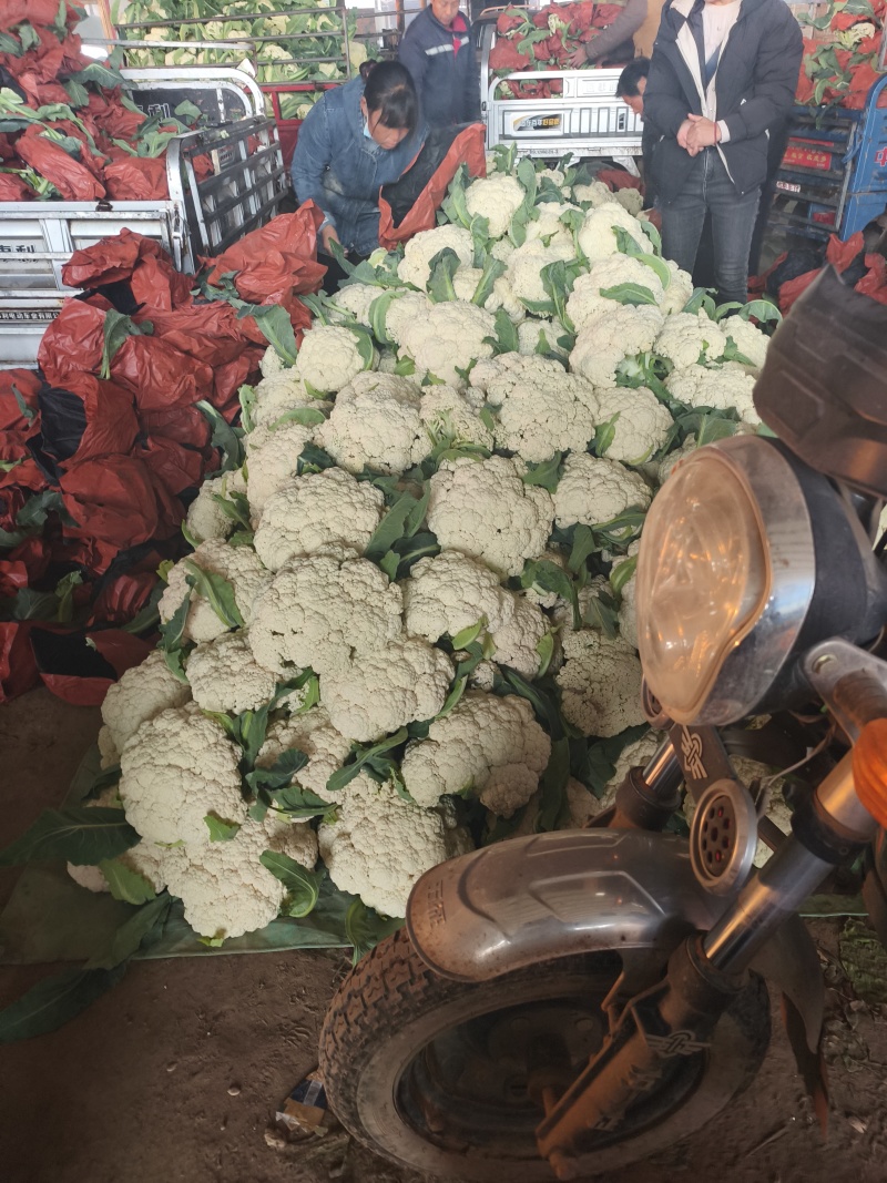 我们这里种植的有机花历史悠久，面具大，品质好