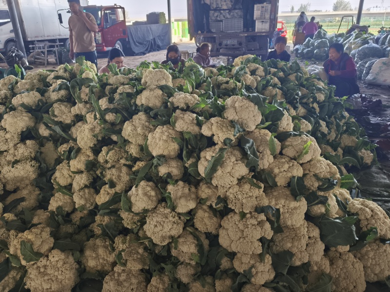 我们这里种植的有机花历史悠久，面具大，品质好
