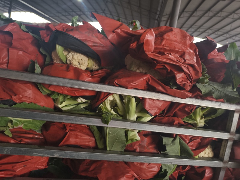 我们这里种植的有机花历史悠久，面具大，品质好