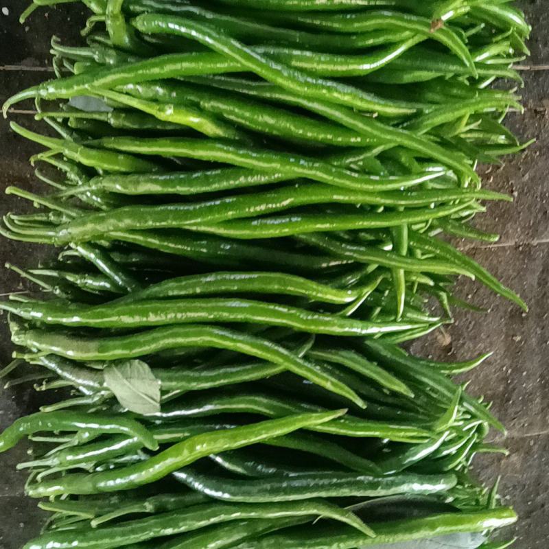 黑线3号线椒
