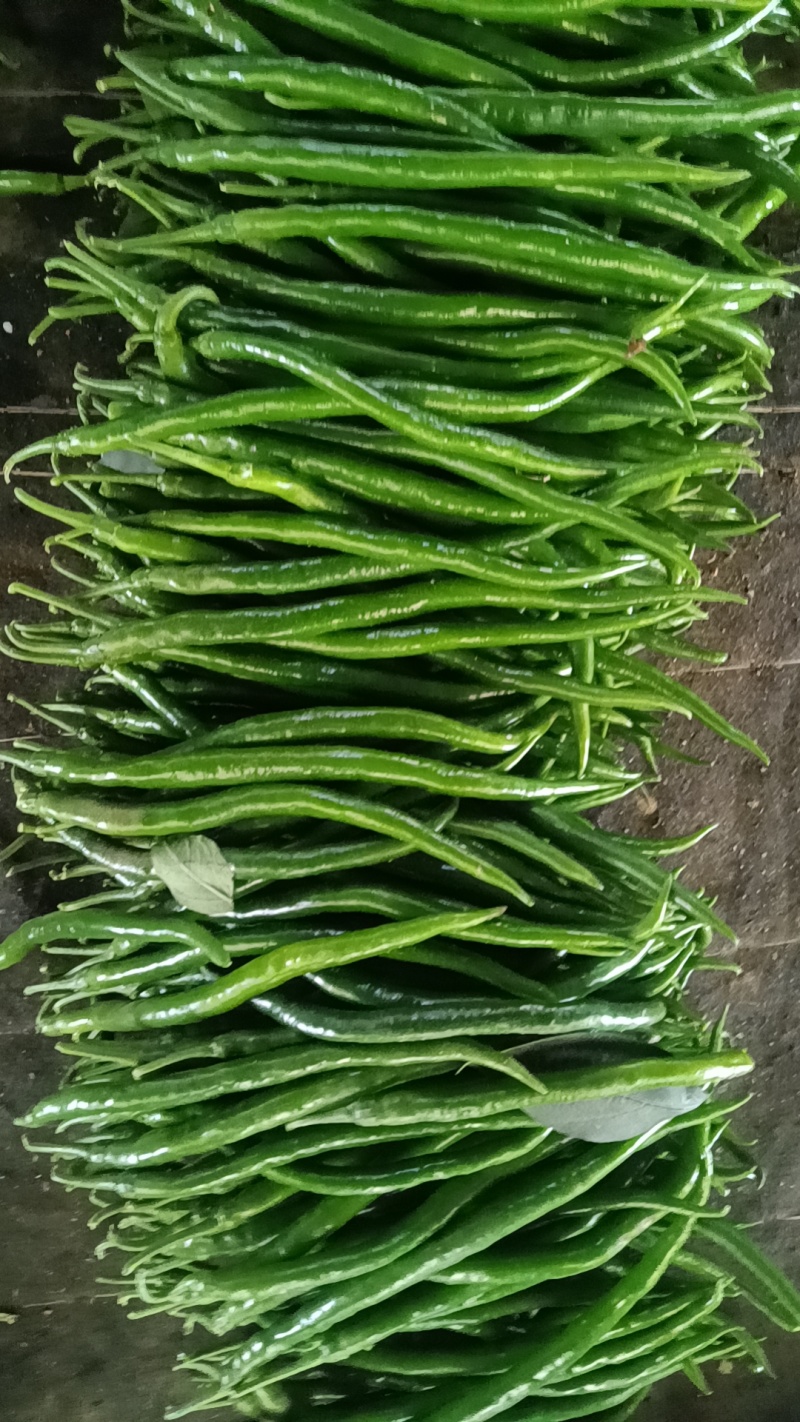 黑线3号线椒