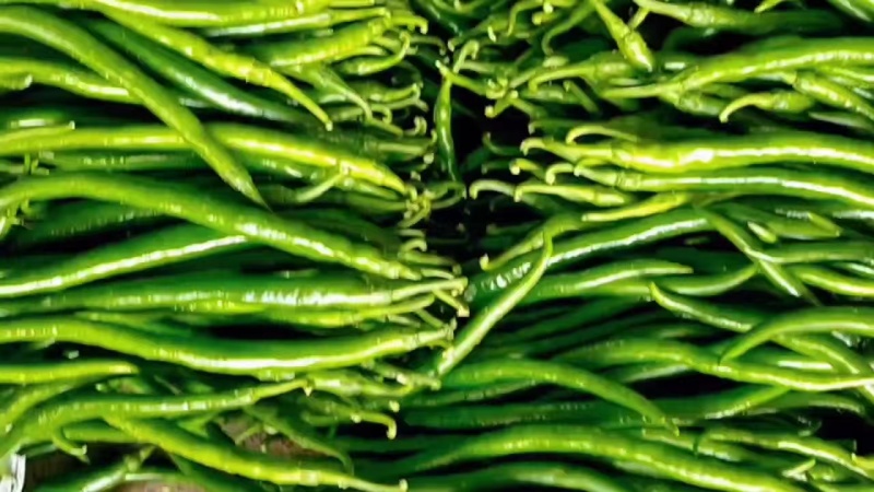 黑线3号线椒