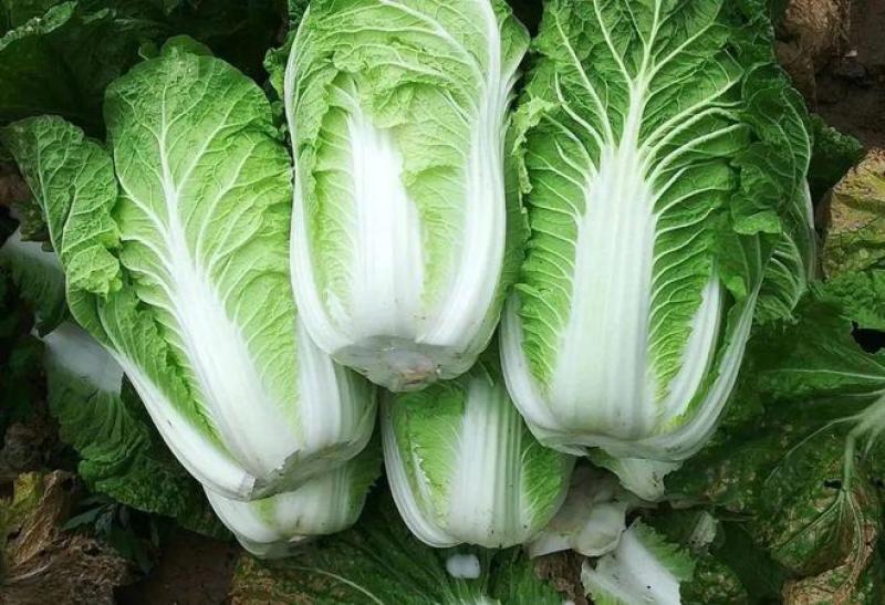 江苏盐城白菜黄心白菜热卖中量大价优质量好欢迎老板选购