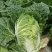 江苏盐城白菜黄心白菜热卖中量大价优质量好欢迎老板选购