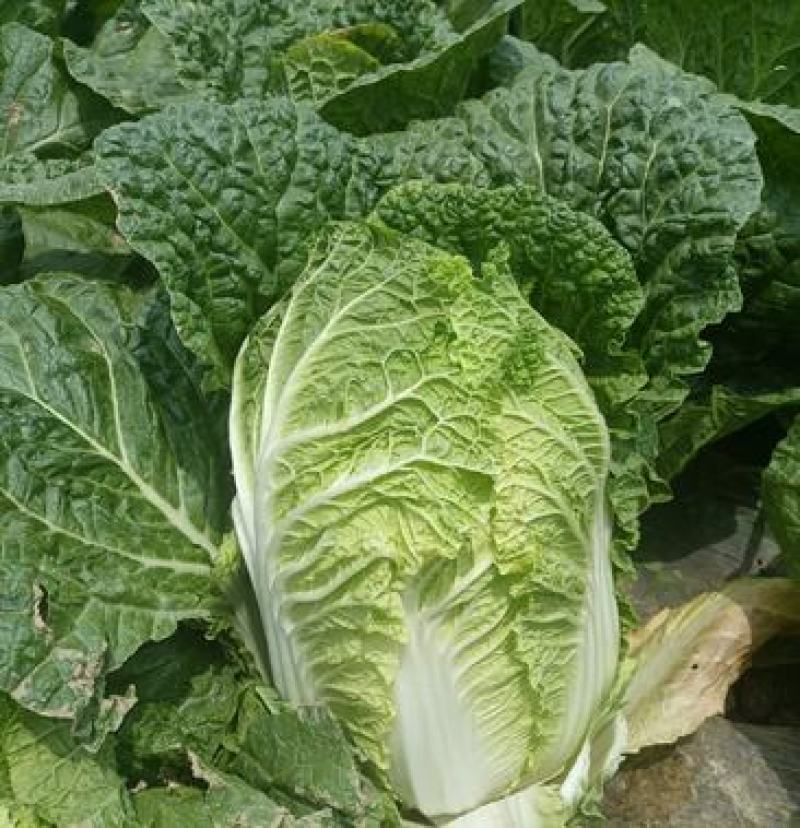 江苏盐城白菜黄心白菜热卖中量大价优质量好欢迎老板选购