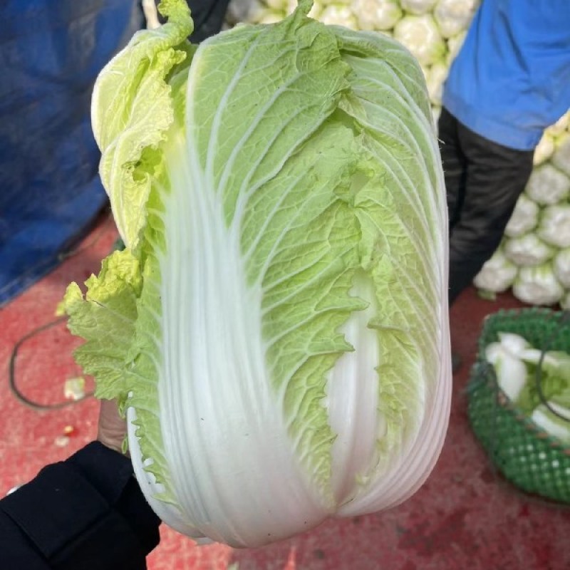 江苏盐城白菜黄心白菜热卖中量大价优质量好欢迎老板选购