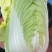 江苏盐城白菜黄心白菜热卖中量大价优质量好欢迎老板选购