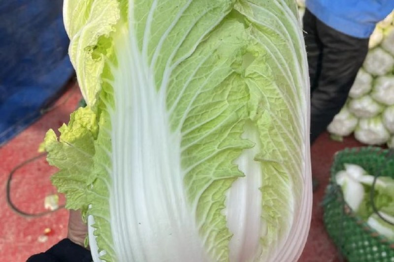 江苏盐城白菜黄心白菜热卖中量大价优质量好欢迎老板选购