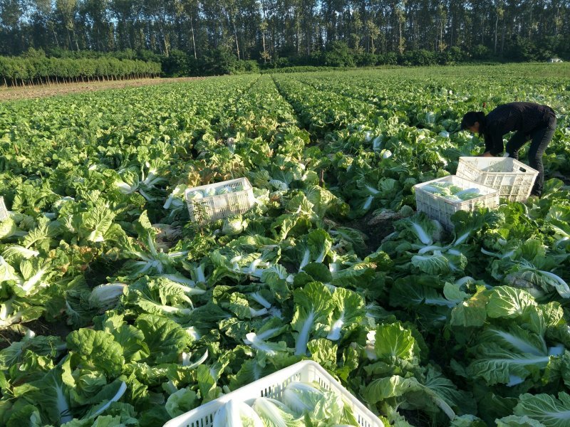 江苏盐城白菜黄心白菜热卖中量大价优质量好欢迎老板选购