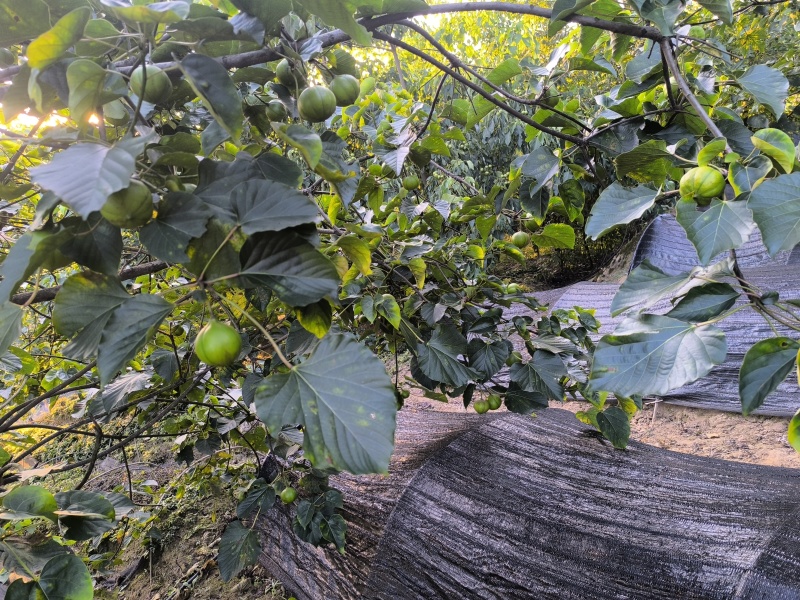 油桐籽