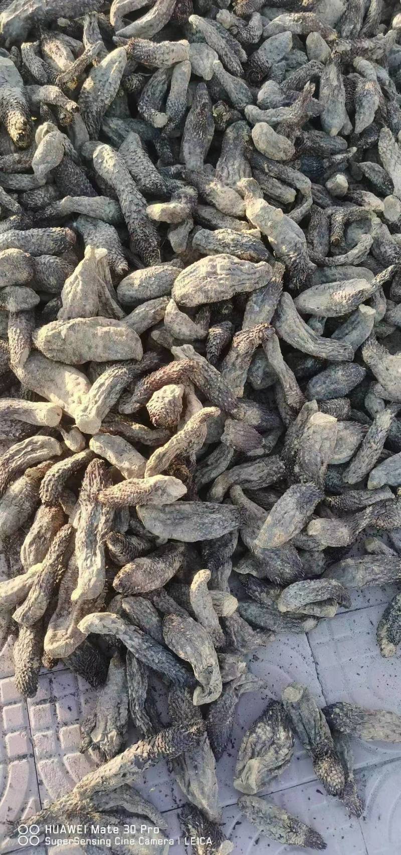 新疆优质大芸肉苁蓉，扶贫合作社项目，欢迎各位老板光顾合作