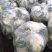 万亩有机花菜大量供应，保质保量价格实惠