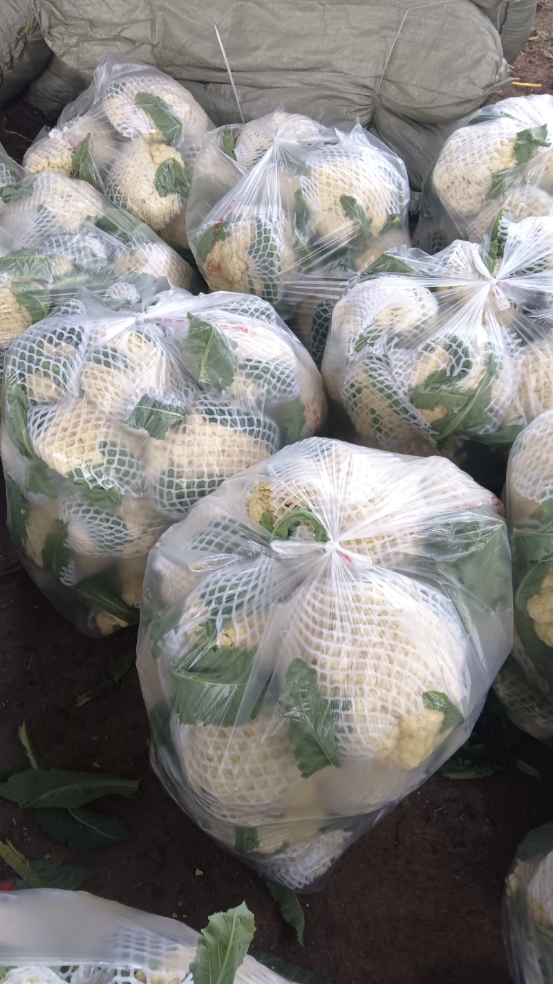 万亩有机花菜大量供应，保质保量价格实惠