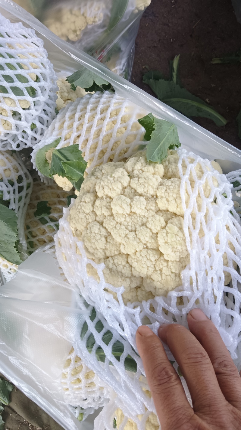 万亩有机花菜大量供应，保质保量价格实惠