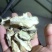 洋姜菊芋干片鬼子山药洋姜片鬼子姜菊芋一手货源厂家直发