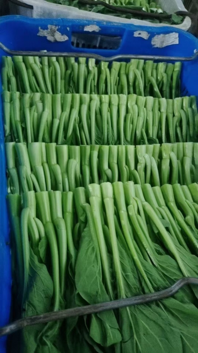广州菜心大量上市，产地直发，一手货源，保质保量