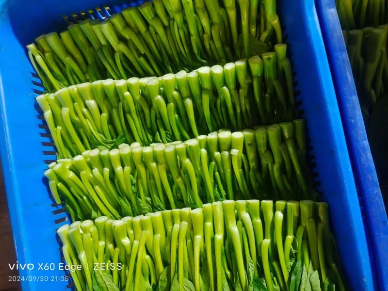 广州菜心大量上市，产地直发，一手货源，保质保量