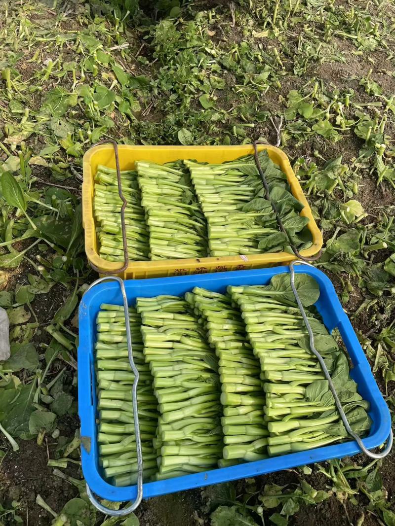 广州菜心大量上市，产地直发，一手货源，保质保量