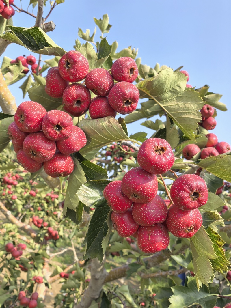 山东沂蒙山大金星山楂大量供应