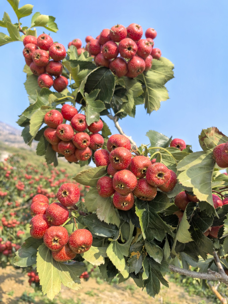 山东沂蒙山大金星山楂大量供应