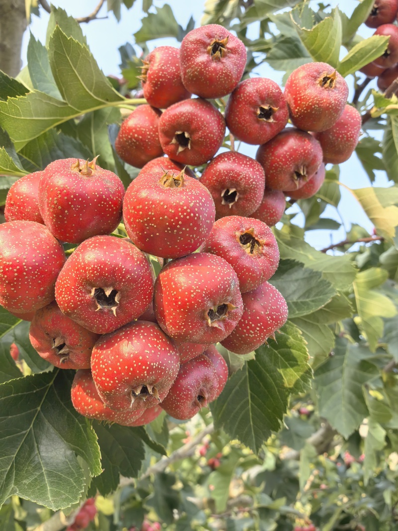 山东沂蒙山大金星山楂大量供应