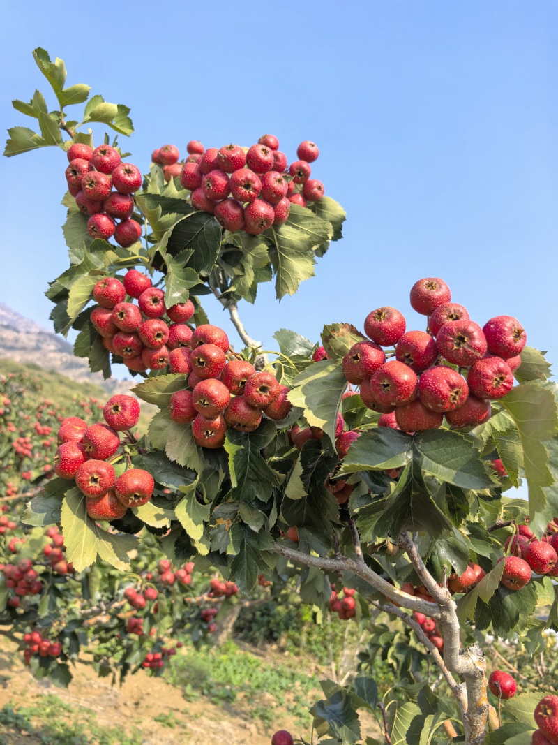 山东沂蒙山大金星山楂大量供应