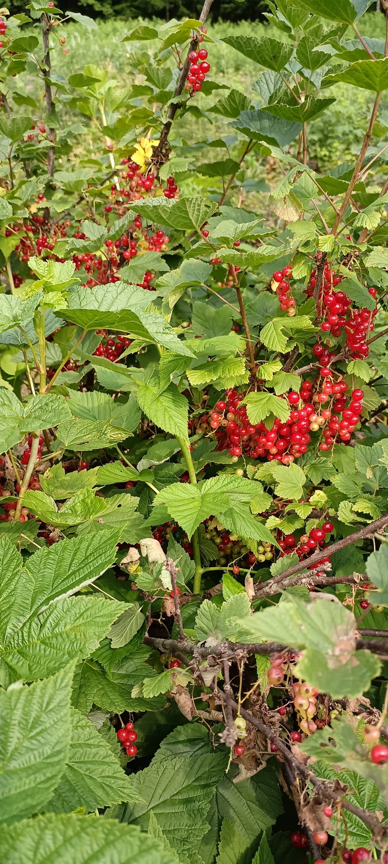 红加仑苗（三年生结果苗