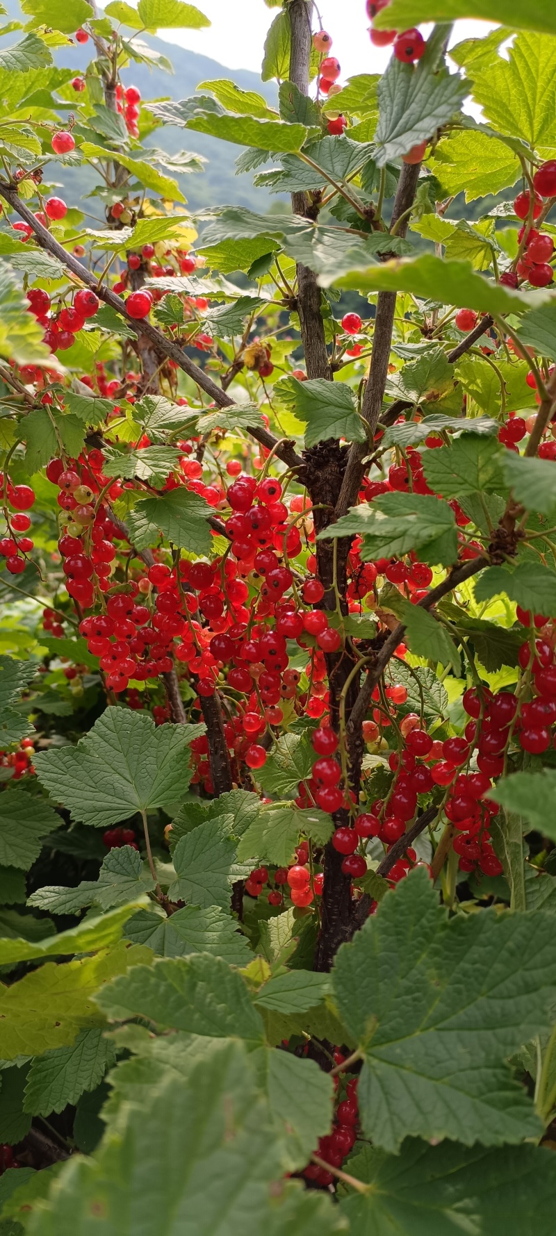 红加仑苗（三年生结果苗
