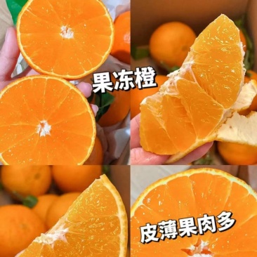 爱媛果冻橙四川产区直发批发零售包邮到家
