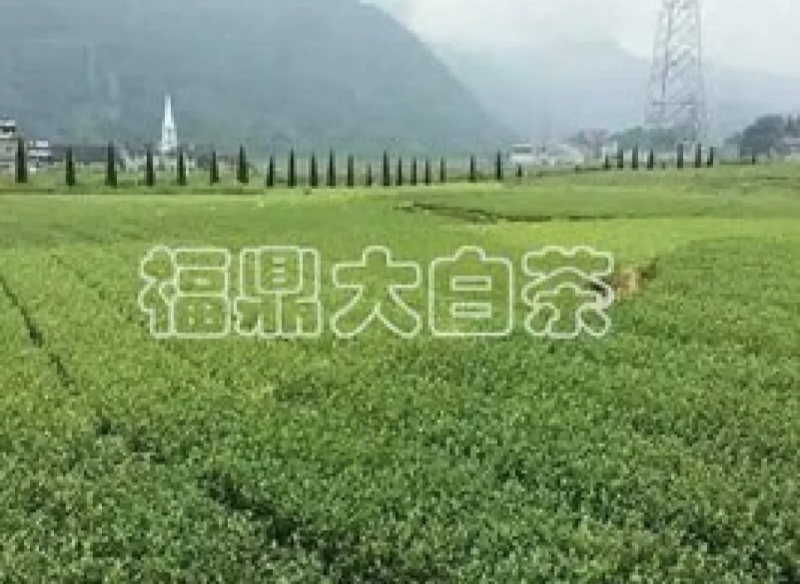 福鼎大白茶苗基地直供，规格齐全，成活率高代发全国