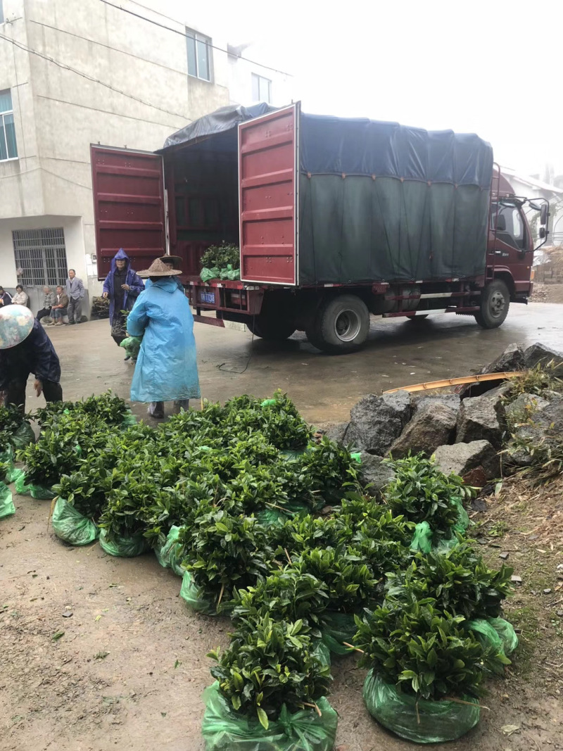 福鼎大白茶苗基地直供，规格齐全，成活率高代发全国