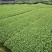 福鼎大白茶苗基地直供，规格齐全，成活率高代发全国