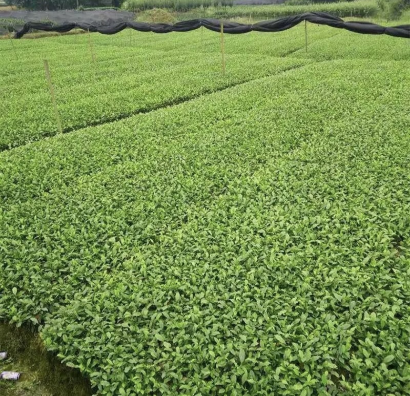 福鼎大白茶苗基地直供，规格齐全，成活率高代发全国