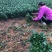 四川蒙山9号茶苗，规格齐全，一手货源可视频看货代发全国