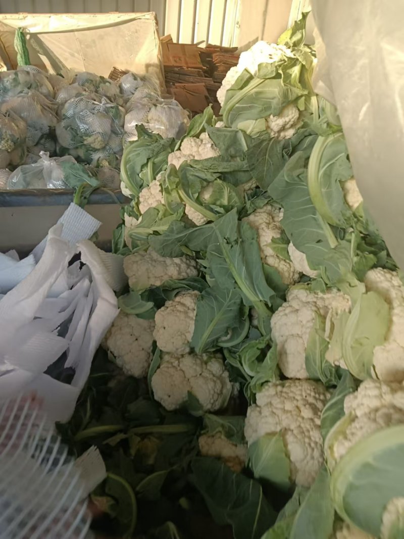【松花菜】河北大棚有机菜花新鲜松花菜产地直发一手货源代发