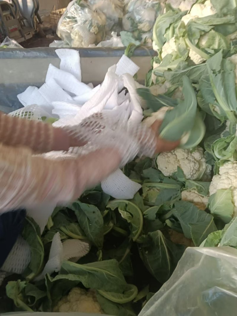 【松花菜】河北大棚有机菜花新鲜松花菜产地直发一手货源代发