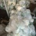 【松花菜】河北大棚有机菜花新鲜松花菜产地直发一手货源代发