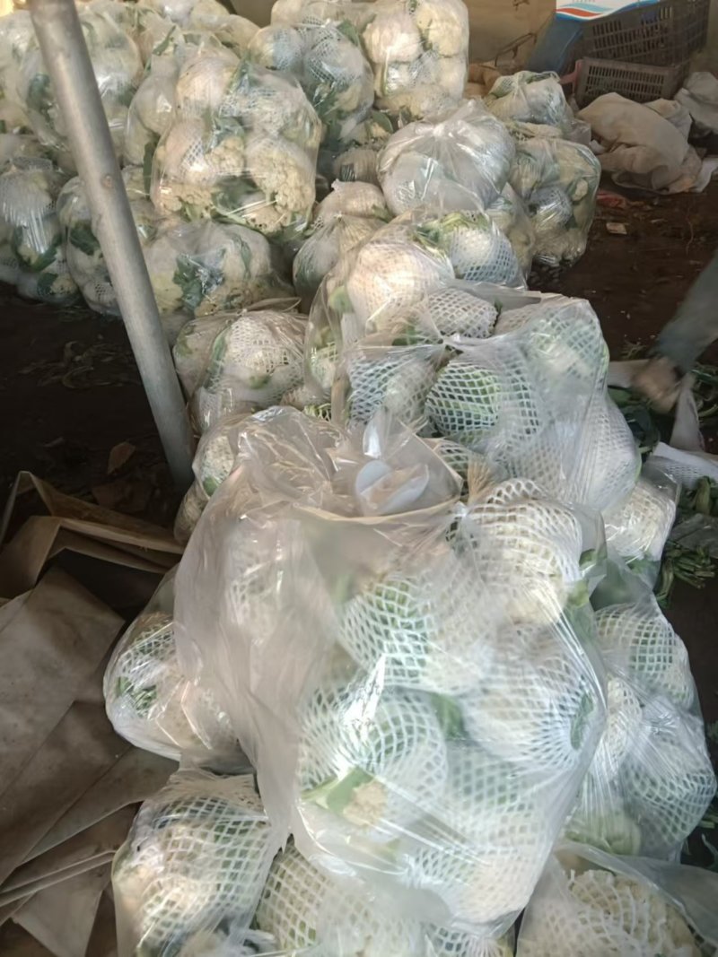 【松花菜】河北大棚有机菜花新鲜松花菜产地直发一手货源代发