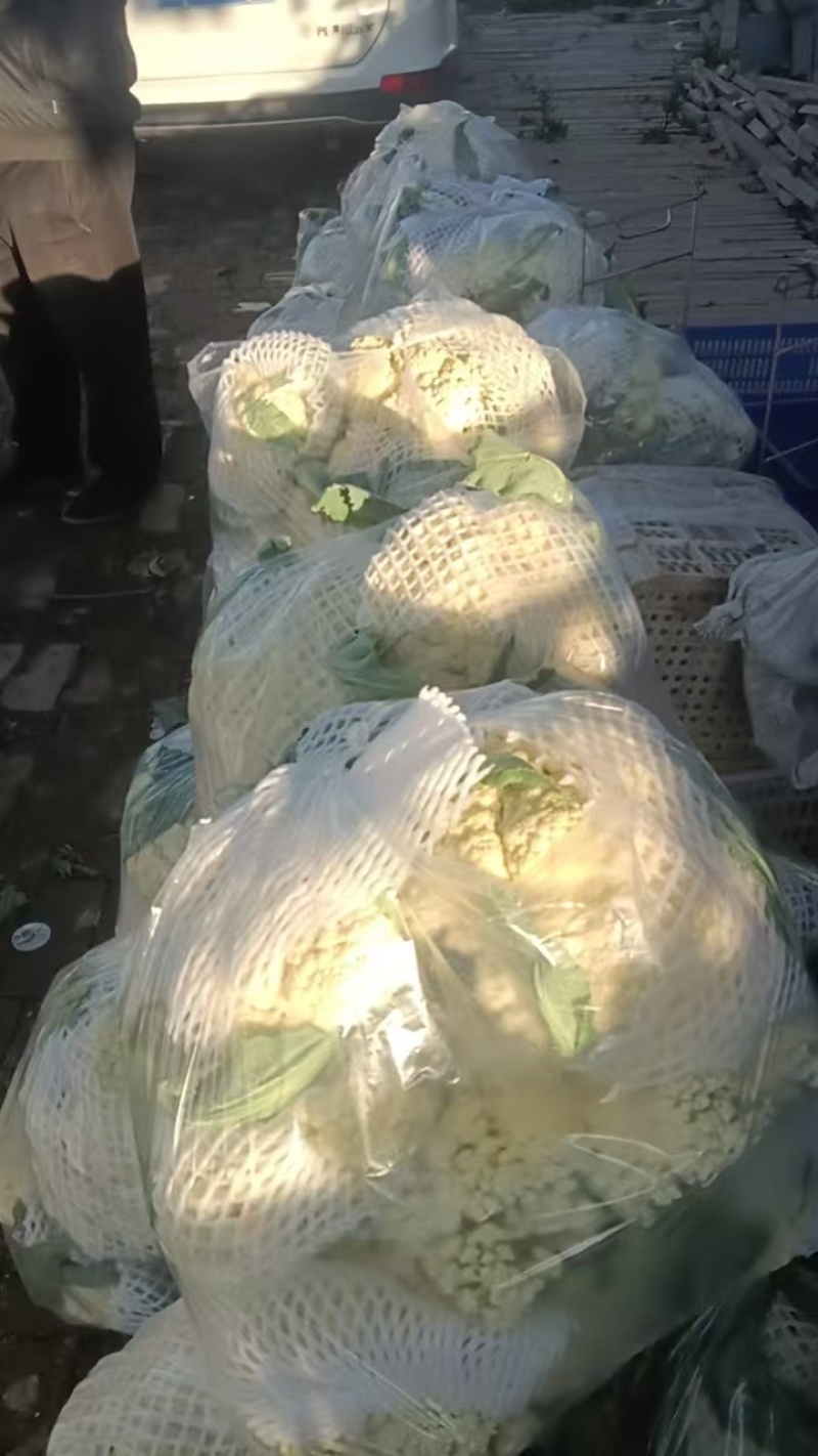 【松花菜】河北大棚有机菜花新鲜松花菜产地直发一手货源代发