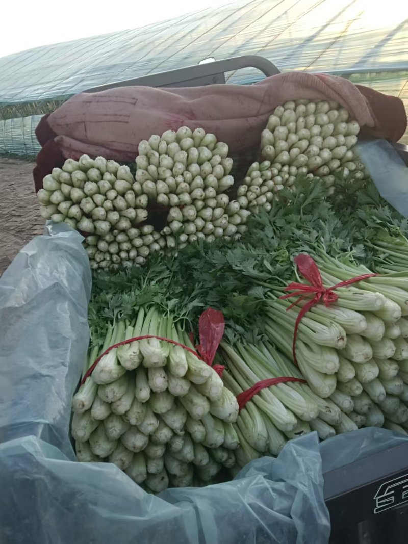 大棚芹菜法国皇后芹菜河北芹菜65cm以上好菜不贵