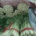 大棚芹菜法国皇后芹菜河北芹菜65cm以上好菜不贵