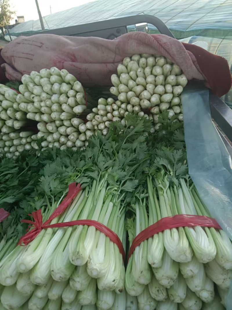 大棚芹菜法国皇后芹菜河北芹菜65cm以上好菜不贵