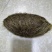 猪宝各种规格支持视频看货价格优惠
