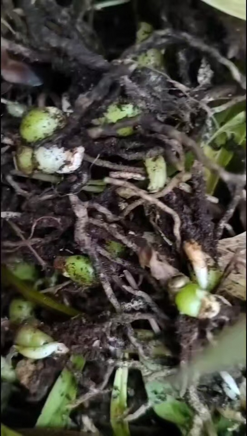 白芨直播种苗大量出售一手货源质量保证价格便宜