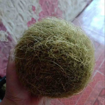 猪宝各种规格支持视频看货价格优惠