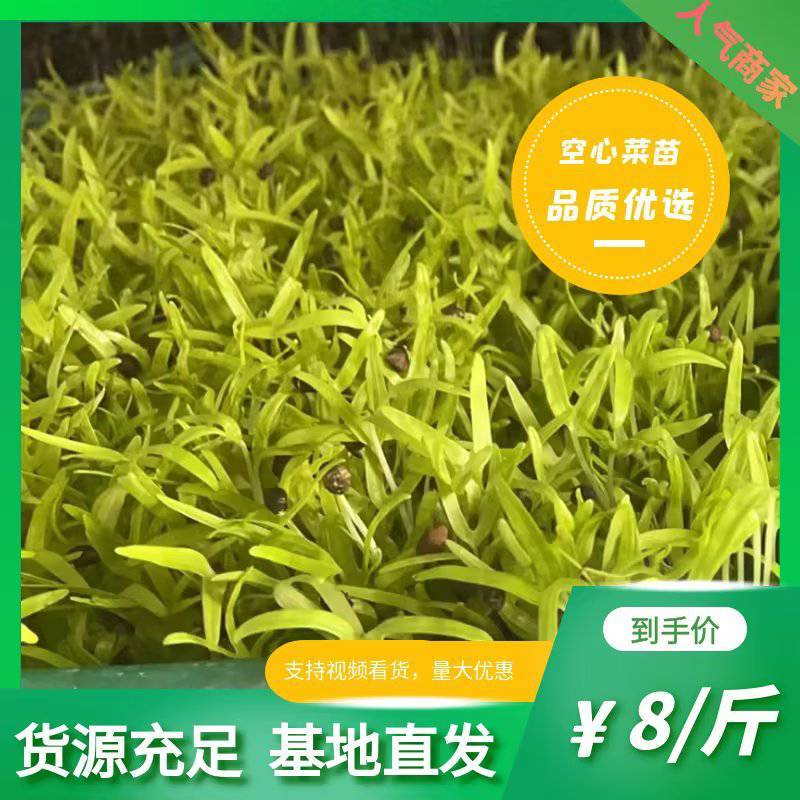 空心菜苗，带土带根易成活，支持视频看货