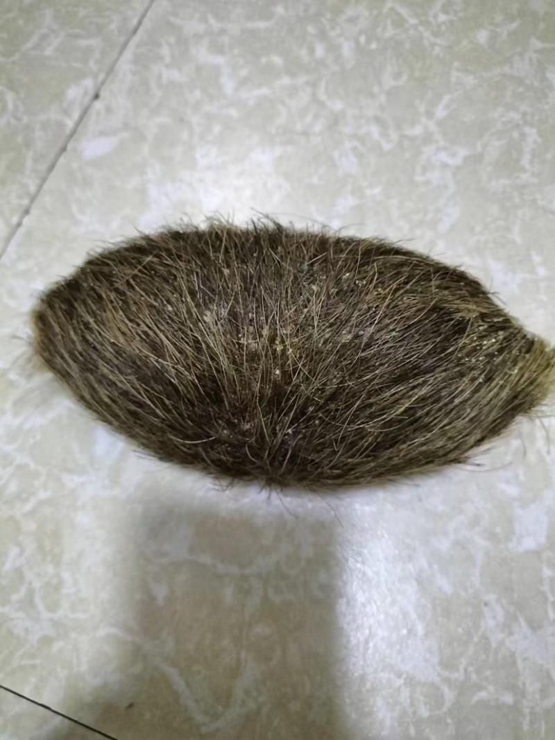 猪宝中药材大小都有价格美丽欢迎老板来谈