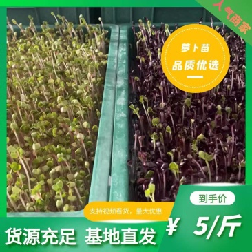 萝卜苗，基地直发，易种易成活